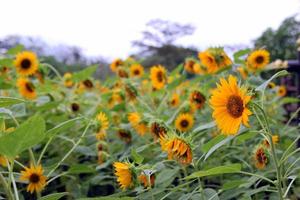 girasoles al atardecer en el parque. viajar a bangkok, tailandia. foto