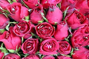 Travel to Bangkok, Thailand. The red roses in the bouquets on the flower market. photo