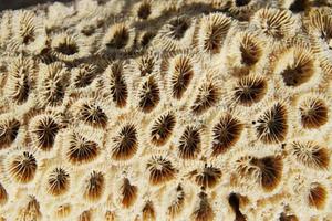 Travel to island Koh Larn, Thailand. The background from a lot of seashells closeup on the beach. photo