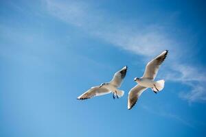 Pair of seagulls flying in sky over the sea waters photo