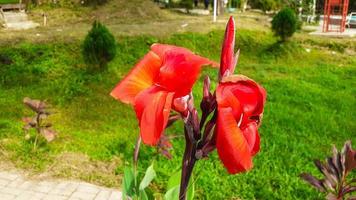 Red Canna Lily Flower in the Garden photo