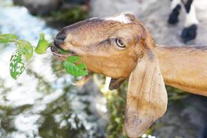 A goat eating a leaf given by a man photo