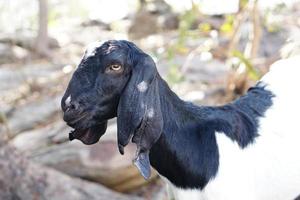 A goat eating a leaf given by a man photo