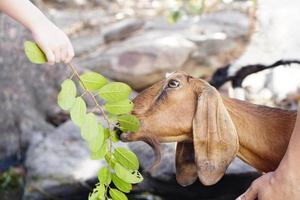 A goat eating a leaf given by a man photo