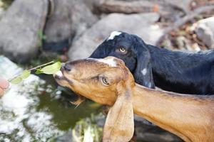 A goat eating a leaf given by a man photo
