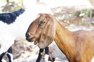 A goat eating a leaf given by a man photo