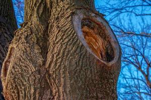 Maple bark close-up. Acer barrel texture. Background from living wood. Skin of the forest nature. photo