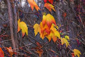 Climbing ornamental plant with bright red leaves of maiden grapes on wall in fall. Bright colors of autumn. Parthenocissus tricuspidata or Boston ivy changing color in Autumn. Nature pattern photo