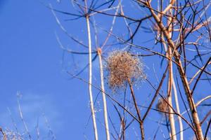 Cotinus coggygria or Rhus cotinus Young Lady European or Eurasian smoketree, smoke tree, smoke bush. photo