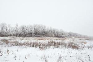 winter landscape of snowy field photo