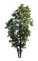 Tree that are isolated on a white background are suitable for both printing and web pages photo
