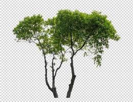 Tree on transparent picture background with clipping path, single tree with clipping path and alpha channel photo