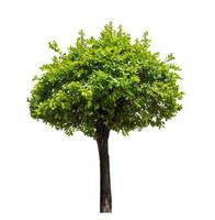 Green tree isolated on white background with clipping path, single tree with clipping path and alpha channel photo