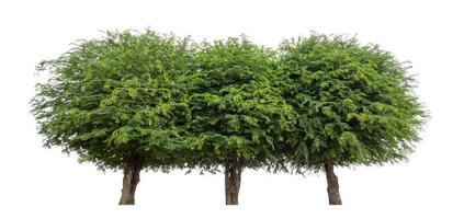 Tamarind tree that are isolated on a white background are suitable for both printing and web pages photo