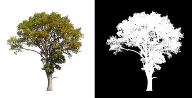 single tree with clipping path and alpha channel on black background photo