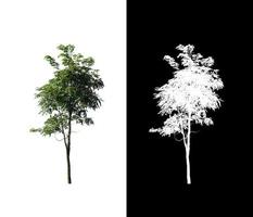 single tree with clipping path and alpha channel on black background photo