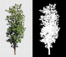 Tree on transparent picture background with clipping path, single tree with clipping path and alpha channel on black background photo