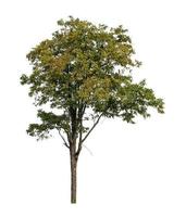 Tree that are isolated on a white background are suitable for both printing and web pages photo