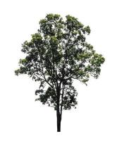 Tree that are isolated on a white background are suitable for both printing and web pages photo