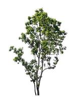 Tree that are isolated on a white background are suitable for both printing and web pages photo