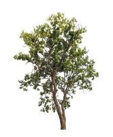 Tree that are isolated on a white background are suitable for both printing and web pages photo