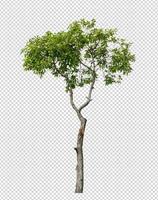 Tree on transparent picture background with clipping path photo