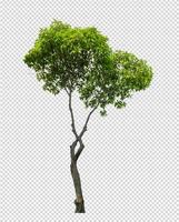 Tree on transparent picture background with clipping path photo