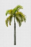 Palm tree on transparent picture background with clipping path, single tree with clipping path and alpha channel photo