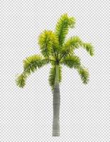 Palm tree on transparent picture background with clipping path, single tree with clipping path and alpha channel photo