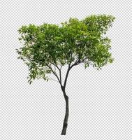 Tree on transparent picture background with clipping path photo