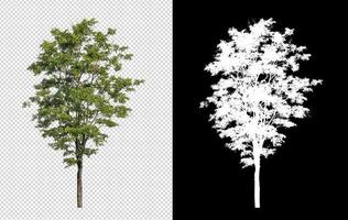Tree on transparent picture background with clipping path, single tree with clipping path and alpha channel on black background photo