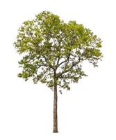 Tree that are isolated on a white background are suitable for both printing and web pages photo
