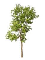 Tree that are isolated on a white background are suitable for both printing and web pages photo