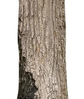 Trunk of a Tree Isolated On White Background photo