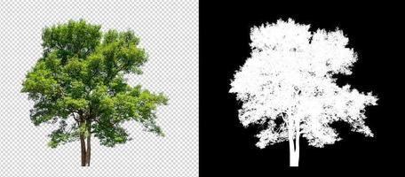 Tree on transparent picture background with clipping path, single tree with clipping path and alpha channel on black background photo