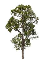Tree that are isolated on a white background are suitable for both printing and web pages photo