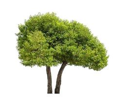 Tree that are isolated on a white background are suitable for both printing and web pages photo