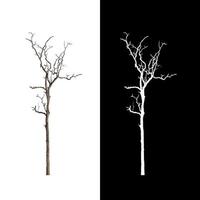 árbol muerto que está aislado en un árbol aislado en fondo blanco con ruta de recorte y canal alfa foto