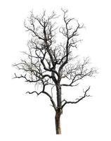 Dead tree that are isolated on a white background are suitable for both printing and web pages photo