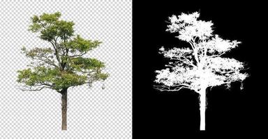 Tree on transparent picture background with clipping path, single tree with clipping path and alpha channel on black background photo