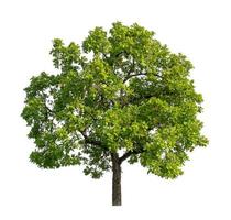 Tree that are isolated on a white background are suitable for both printing and web pages photo