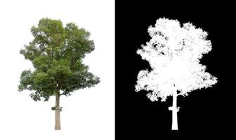 single tree with clipping path and alpha channel on black background photo