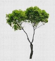 Tree on transparent picture background with clipping path photo