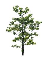 Tree that are isolated on a white background are suitable for both printing and web pages photo