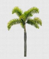 Palm tree on transparent picture background with clipping path, single tree with clipping path and alpha channel photo