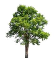 Tree that are isolated on a white background are suitable for both printing and web pages photo