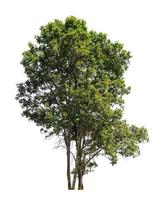 Tree that are isolated on a white background are suitable for both printing and web pages photo