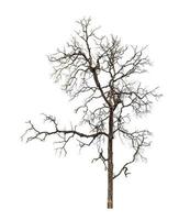 Dead tree that are isolated on a white background are suitable for both printing and web pages photo