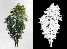 Tree on transparent picture background with clipping path, single tree with clipping path and alpha channel on black background photo