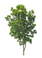 Tree that are isolated on a white background are suitable for both printing and web pages photo